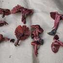 Cortinarius marylandensis (Ammirati) Ammirati, Niskanen & Liimat. 2013的圖片