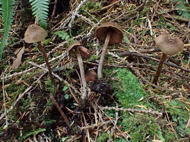 Image of Inocybe