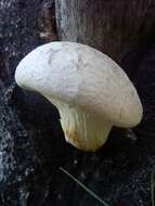 Image of Pleurotus