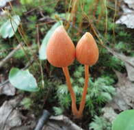 Image of Entoloma salmoneum (Peck) Sacc. 1887