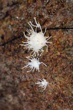 Image of Hypocreopsis