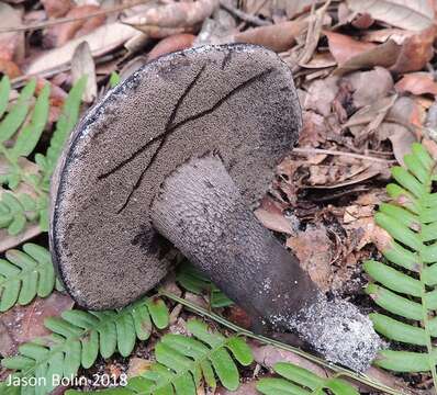 Image of Tylopilus griseocarneus Wolfe & Halling 1989