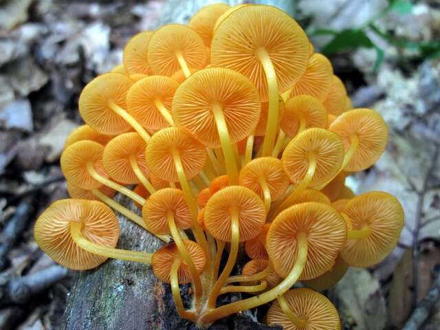 Image of Mycena leaiana (Berk.) Sacc. 1891