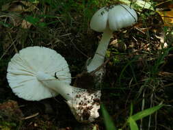 Image of Amanita bisporigera G. F. Atk. 1906