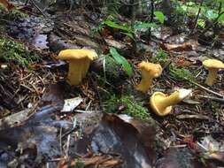 Image of Newfoundland chanterelle