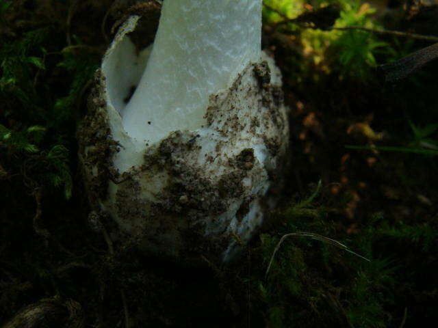 Image of Amanita bisporigera G. F. Atk. 1906