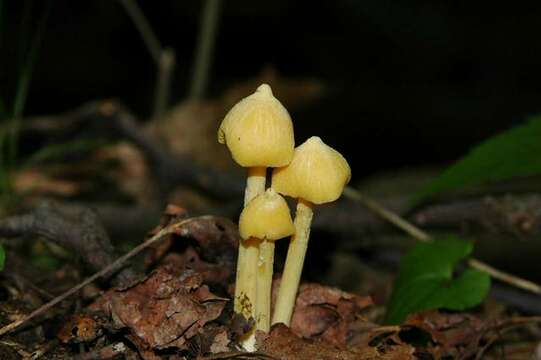 Слика од Entoloma murrayi (Berk. & M. A. Curtis) Sacc. 1899