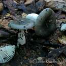 Image de Russula redolens Burl. 1921