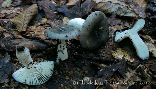 Слика од Russula redolens Burl. 1921