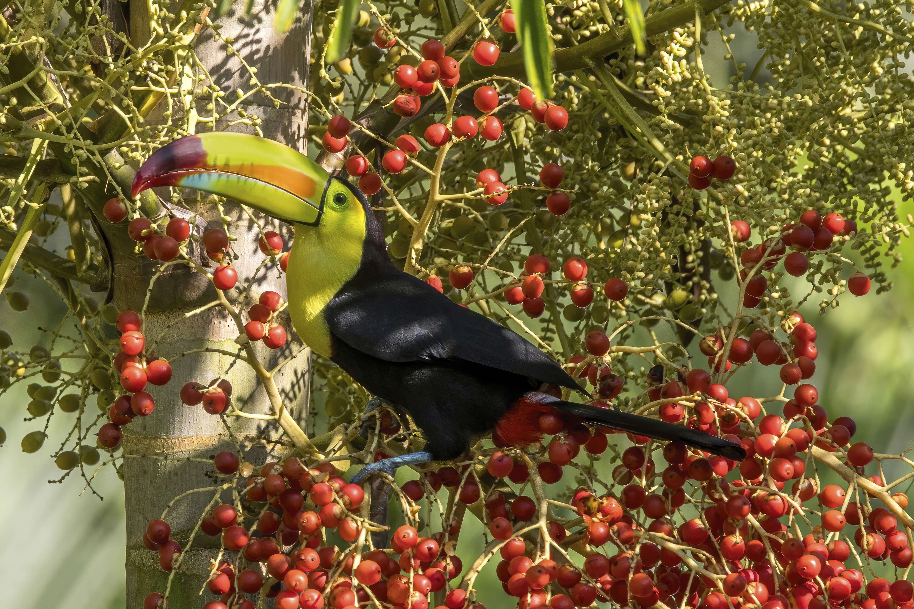 Image of Keel-billed Toucan