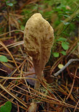 Clavariadelphaceae resmi