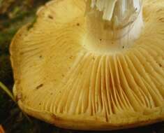 صورة Rhodocollybia