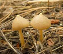 Image of Entoloma holoconiotum (Largent & Thiers) Noordel. & Co-David 2009