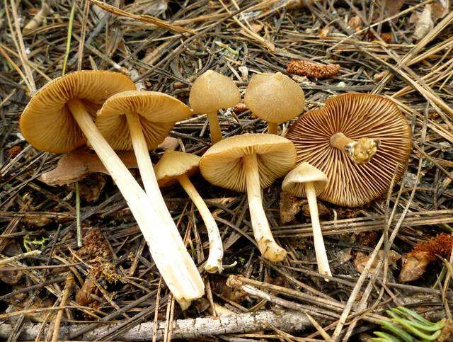 Image of Entoloma holoconiotum (Largent & Thiers) Noordel. & Co-David 2009