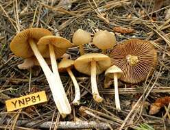 Image of Entoloma holoconiotum (Largent & Thiers) Noordel. & Co-David 2009