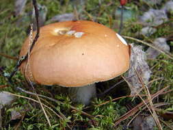 Image of Russula decolorans (Fr.) Fr. 1838