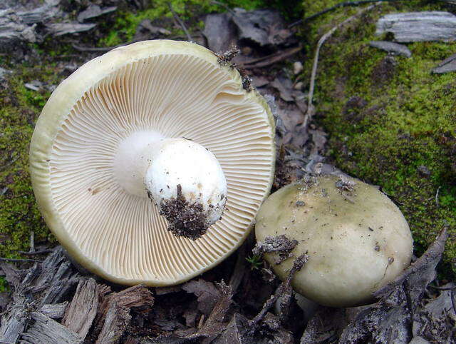 صورة Russula aeruginea Lindblad ex Fr. 1863