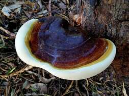 Image of Ganoderma martinicense Welti & Courtec. 2010