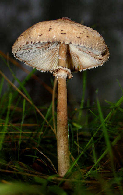 Image of Macrolepiota