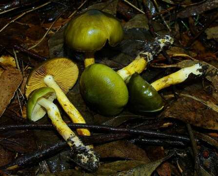 Image of Cortinarius austrovenetus Cleland 1928