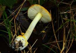 Imagem de Amanita xanthocephala (Berk.) D. A. Reid & R. N. Hilton 1980