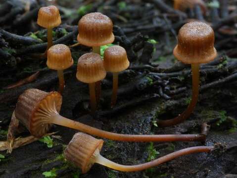 Imagem de Mycena mamaku Segedin 1991