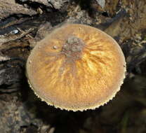 Image of Pluteus granularis Peck 1885