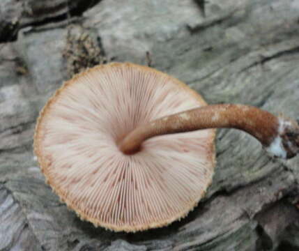 Image of Pluteus granularis Peck 1885