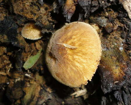 Image of Pluteus granularis Peck 1885