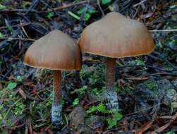 Image de Psilocybe aucklandiae Guzmán, C. C. King & Bandala 1991