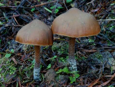 Image of Psilocybe aucklandiae Guzmán, C. C. King & Bandala 1991