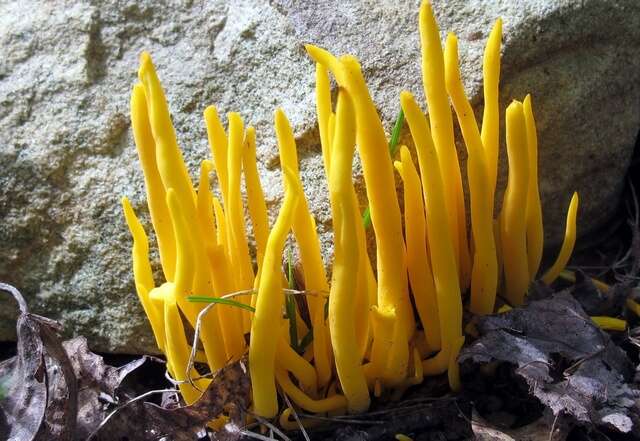 Clavulinopsis resmi