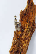 Mycena abramsii (Murrill) Murrill 1916 resmi