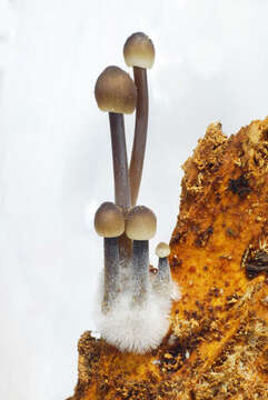 Image of Mycena abramsii (Murrill) Murrill 1916