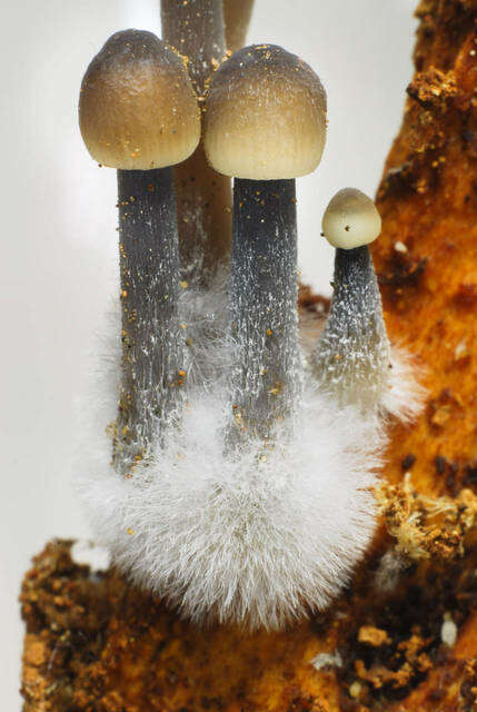 Imagem de Mycena abramsii (Murrill) Murrill 1916