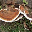 Image of Ganoderma lobatum (Cooke) G. F. Atk. 1908