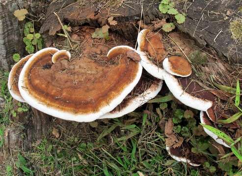 Слика од Ganoderma lobatum (Cooke) G. F. Atk. 1908