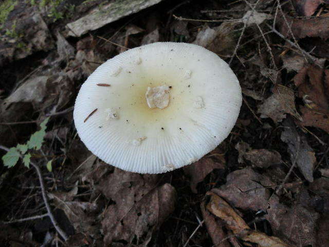 Image of Amanita albocreata (G. F. Atk.) E.-J. Gilbert 1941