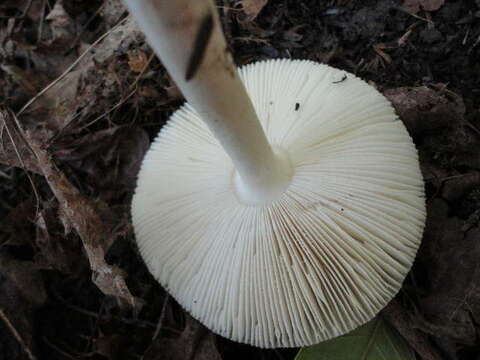 Image de Amanita albocreata (G. F. Atk.) E.-J. Gilbert 1941