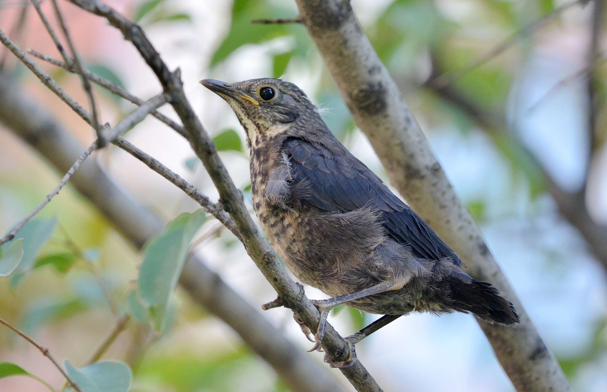 Image of Chinese Blackbird