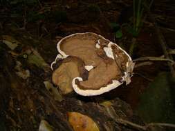 Image of Ganoderma