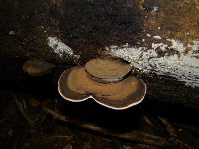 Image of Ganoderma