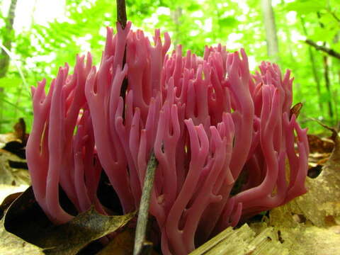 Image of Clavaria