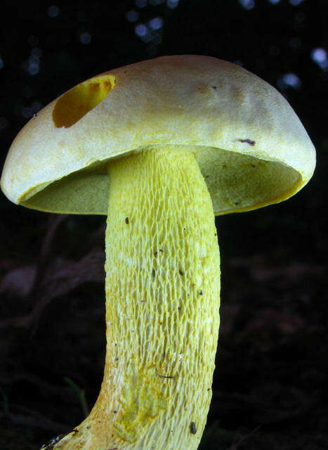 Слика од Retiboletus