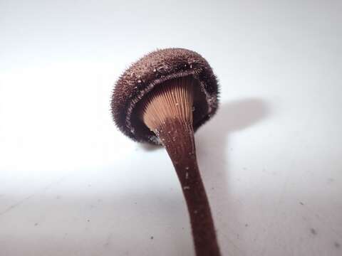 Lentinus resmi