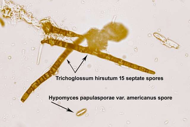 Image of Hypocreaceae