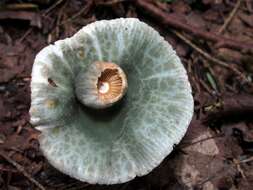 Image of Russula parvovirescens Buyck, D. Mitch. & Parrent 2006