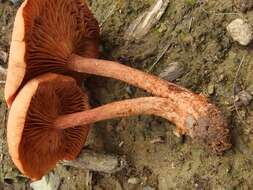 Image of Lactarius subserifluus Longyear 1902