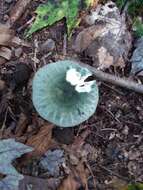 Image of Russula parvovirescens Buyck, D. Mitch. & Parrent 2006