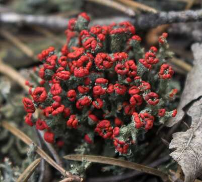 Image of cup lichen